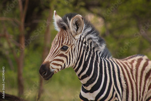 Burchell's zebra foal portrait 