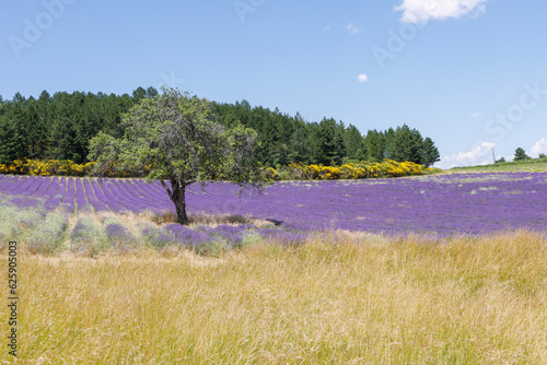 Lavendelfeld in Frankreich