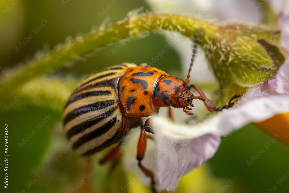 Colorado potato beetle walks on potato sprouts Colorado potato beetle walks on potato sprouts