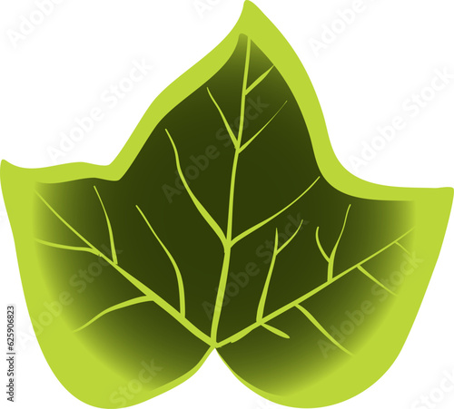 Vector set of green ivy leaves isolated on a white background. photo