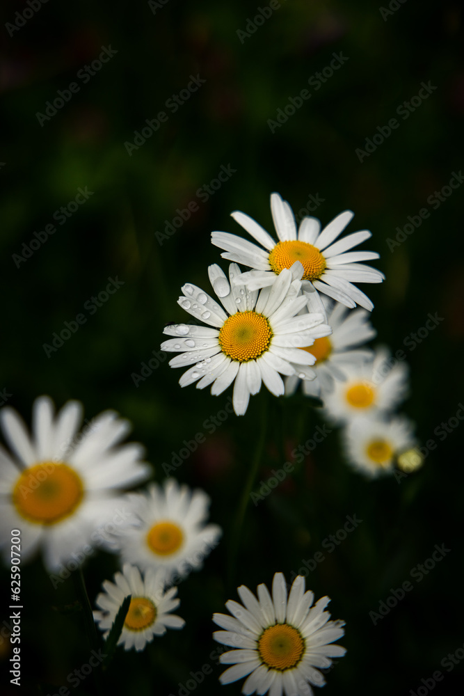Fototapeta premium Blumen mit Tautropfen