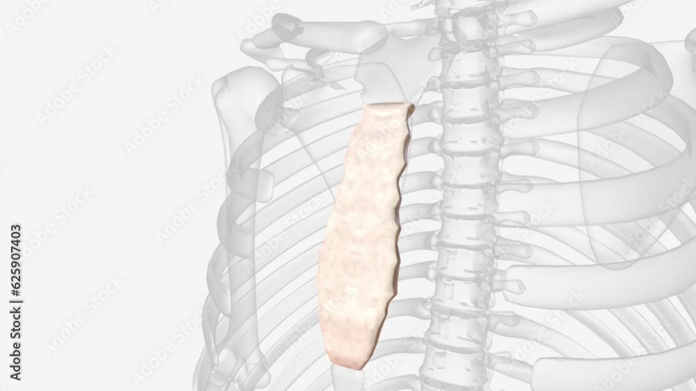 The sternum (or breastbone) is a flat bone located at the anterior