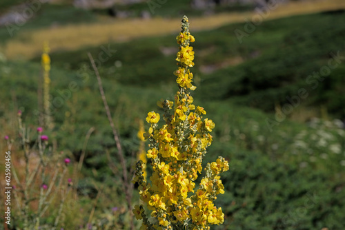 Verbascum. Cowtail Grass is a grass species belonging to the Rowagrass family. The main center of the plant with yellow flowers is Eurasia. photo
