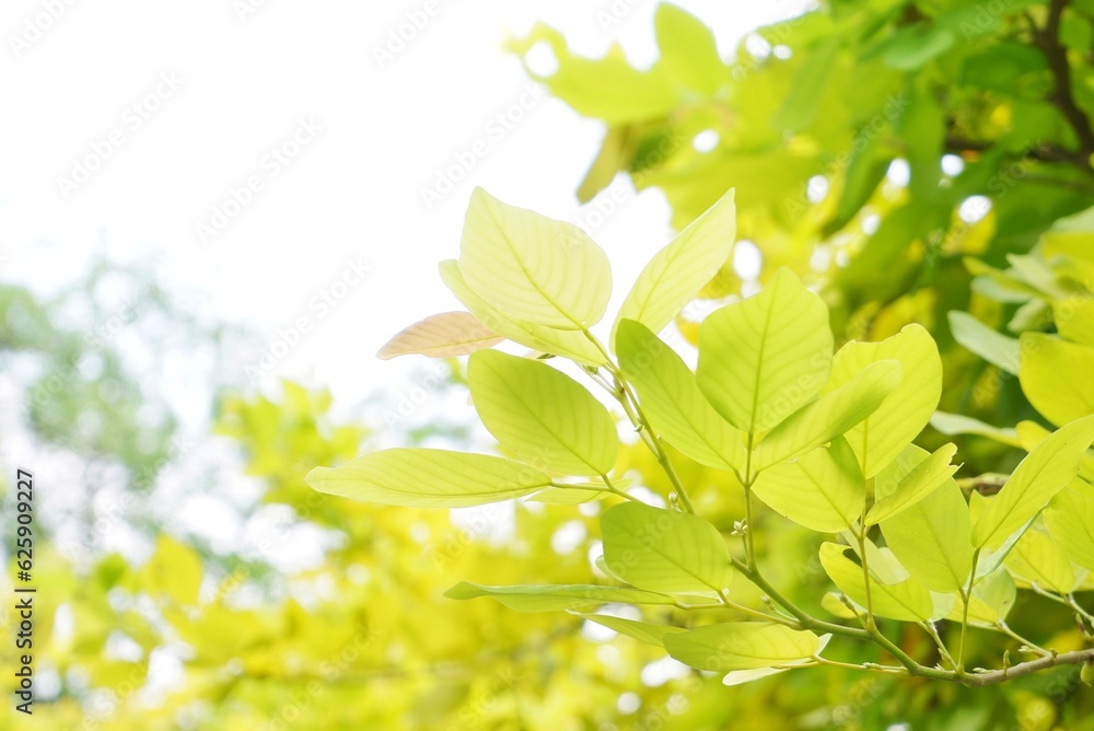 A tropical plant with leaves and soft light in botanical garden A tropical plant with leaves and soft light in botanical garden