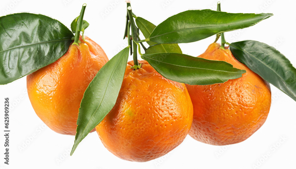 tangerines on branch isolated on white background tangerines on branch isolated on white background