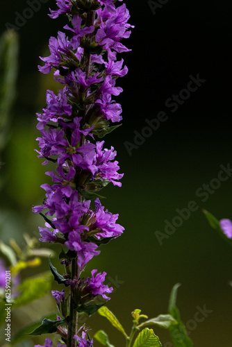 Blume im Detail