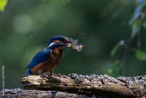 Eisvogel mit Beute © Mathias Spiekermann