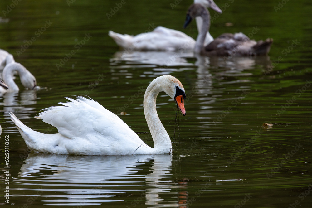 Fototapeta premium Schwan im Wasser