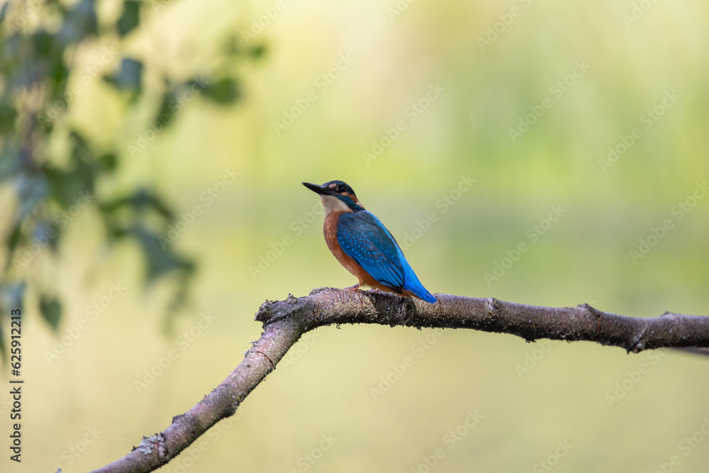 Fototapeta premium Eisvogel