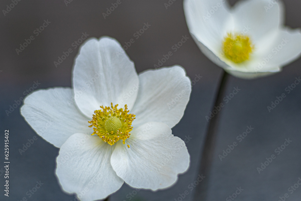 White anemone flower. Delicate bud with a yellow core. Garden flowers. Summer plant in the flowerbed. Poppy anemones Coronaria closeup. Windflower floral petal White anemone flower. Delicate bud with a yellow core. Garden flowers. Summer plant in the flowerbed. Poppy anemones Coronaria closeup. Windflower floral petal