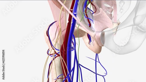 femoral vein is a large vessel located deep within the thigh . photo