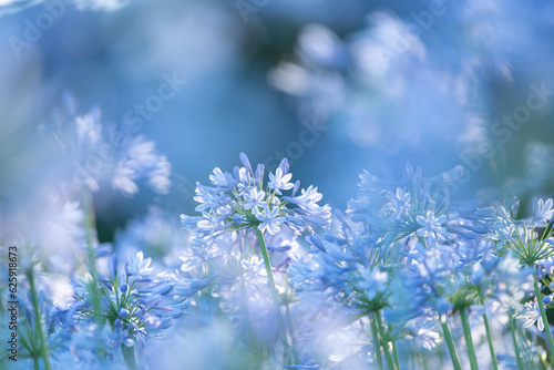 初夏を彩る爽やかなヒガンバナ科のアガパンサスの花