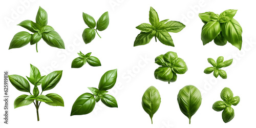 Mediterranean herbs: fresh basil. set of isolated leaves, twigs, and tips over a transparent background, top view / flat lay. Generative AI