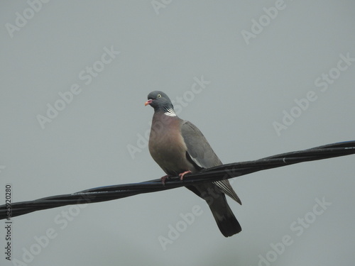 Common wood pigeon perched on wire in summer