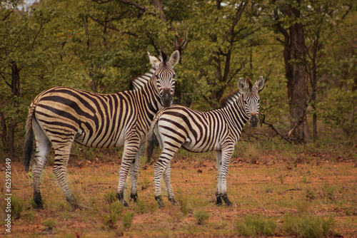 Burchell zebra mother and foal 