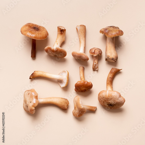 Mushrooms honey fungi pattern on beige background top view. Monochrome autumn composition flat lay.