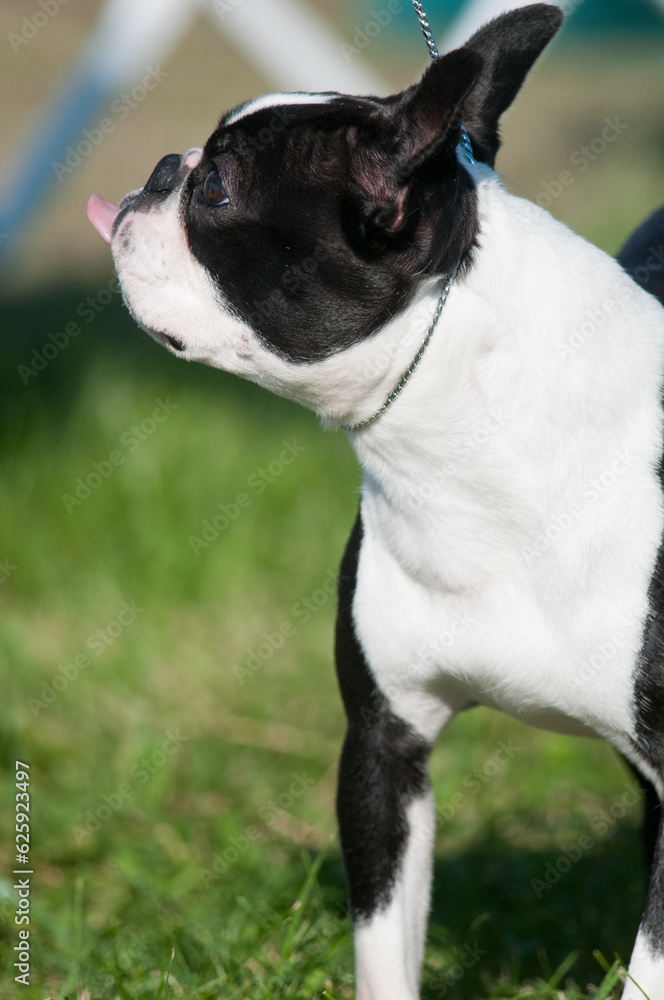 Boston Terrier in profile view sticking their tongue out