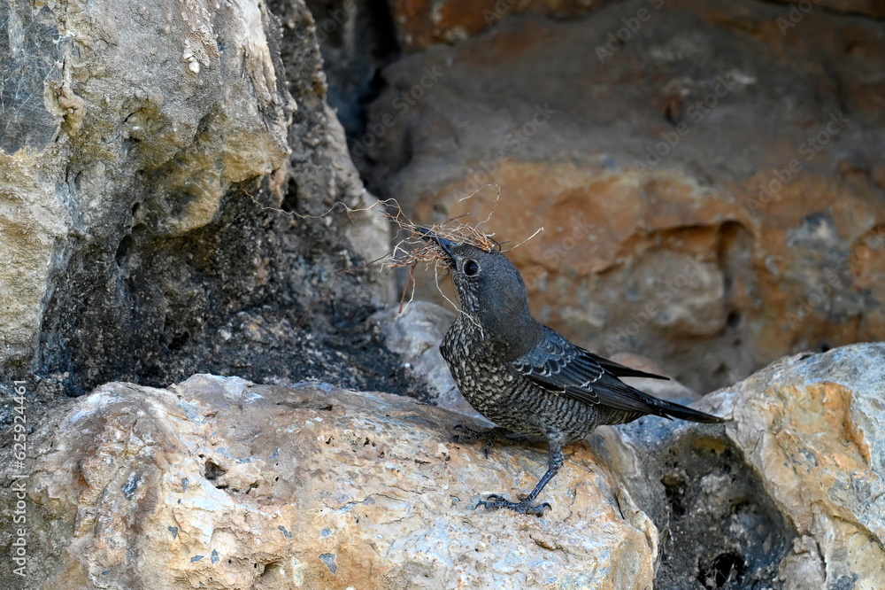 Blue rock thrush, female // Blaumerle (Monticola solitarius), Weibchen - Peloponnese, Greece Blue rock thrush, female // Blaumerle (Monticola solitarius), Weibchen - Peloponnese, Greece