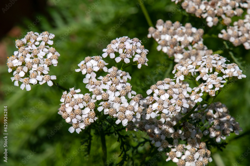 Sydney Australia, achillea millefolium or common yarrow in garden Sydney Australia, achillea millefolium or common yarrow in garden