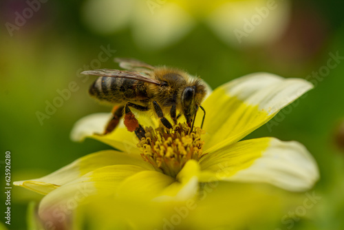 Fleißiges Bienchen sammelt Blütennektar auf Blüte