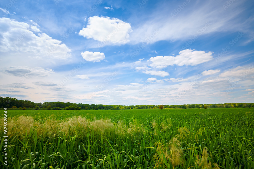 young green wheat sprouts agricultural field, bright spring landscape on a sunny day, blue sky as background young green wheat sprouts agricultural field, bright spring landscape on a sunny day, blue sky as background