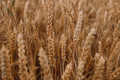 Wheat Field. Ears of wheat close up. Harvest and harvesting concept. Summer time. Grain deal. 