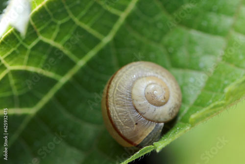 Shell of the Sought-after false hadra on the leaf (Wildlife closeup macro photograph) 