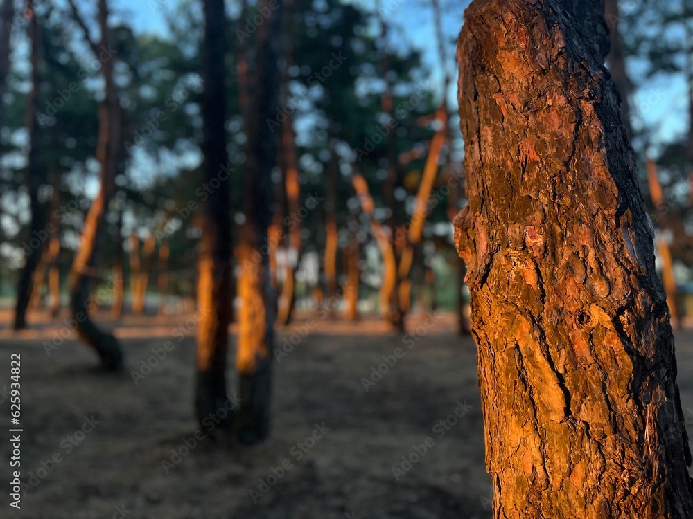 Sunset in a pine forest near the river bank. Sunset in a pine forest near the river bank.