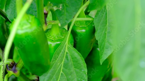 green peppers growing organically