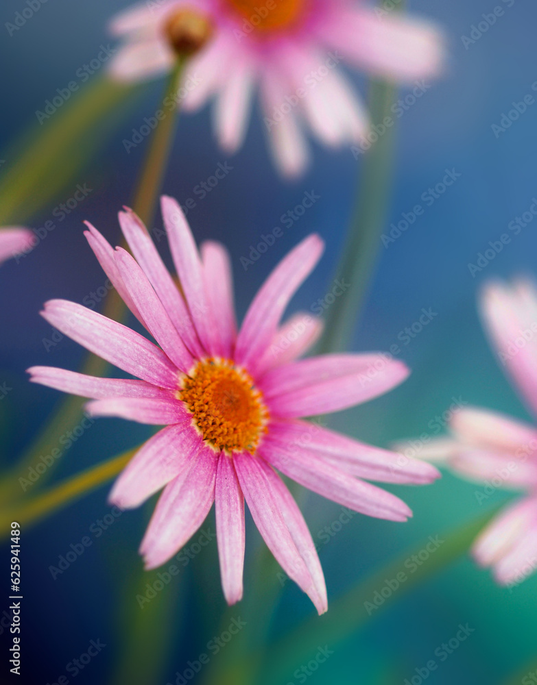 Obraz premium Pale pink and whitedaisies with golden yellow pistols, in shallow depth-of-field, against soft background of gentle gradient blues and greens