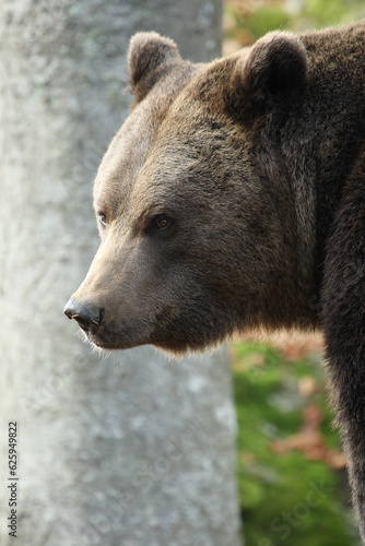 Ours brun, Ursus arctos