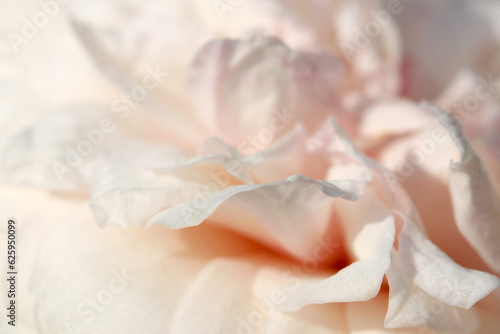 Bright peach orange colored fluffy rose flower petals, close up macro photography.