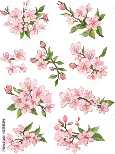 Watercolor illustration of cherry blossoms , A set of components (vector)