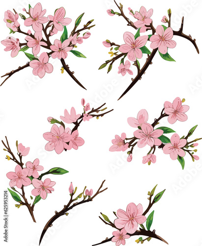 Watercolor illustration of cherry blossoms   A set of components  vector 