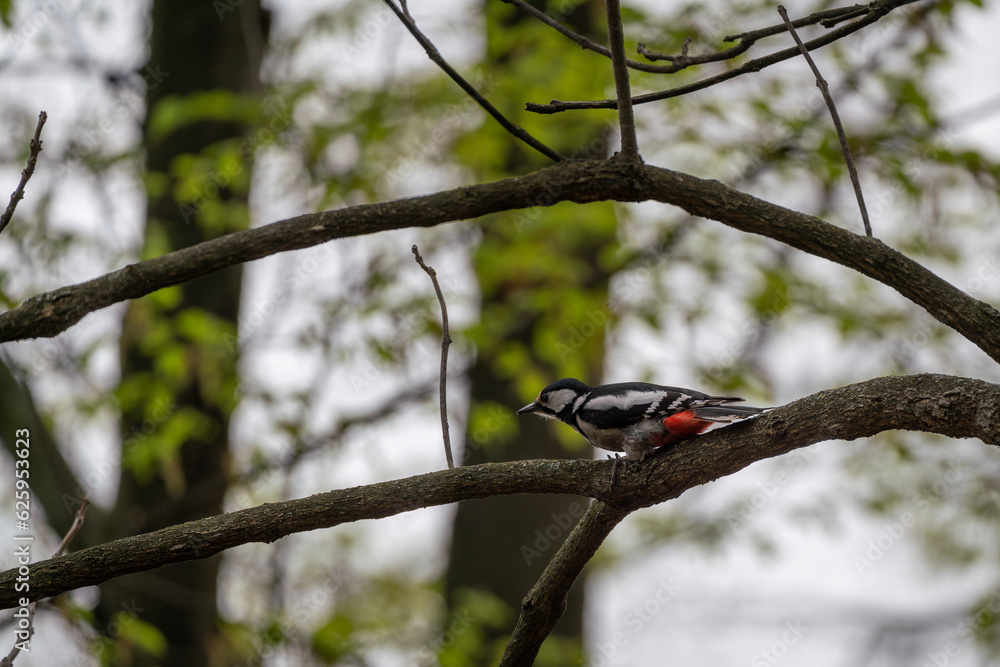 woodpecker on a tree