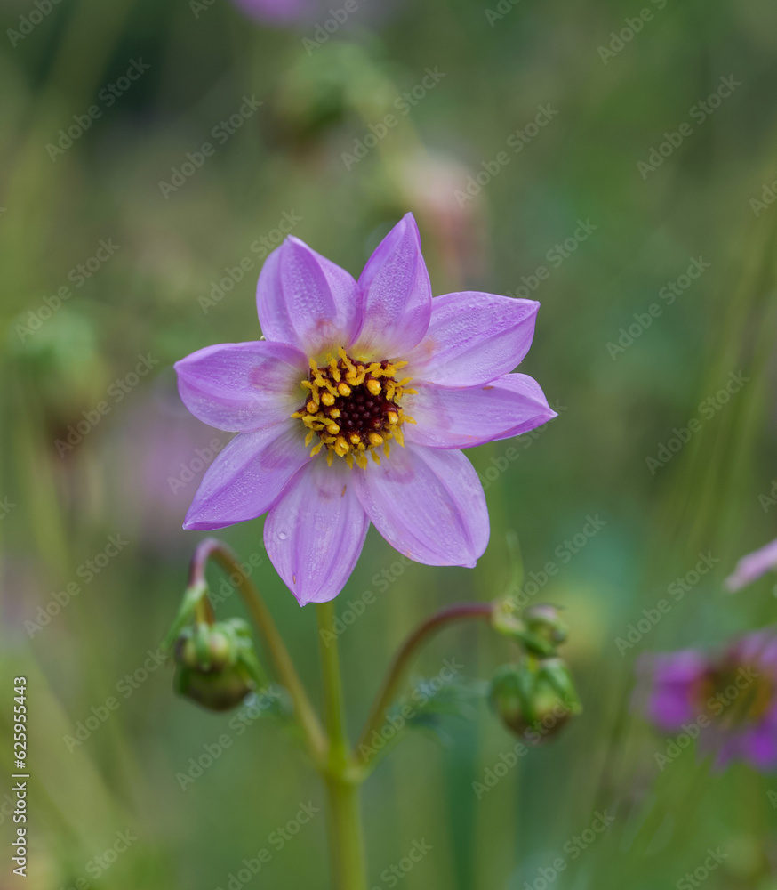 Fototapeta premium Beautiful close-up of a dahlia merckii