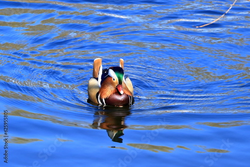 Mandarin Duck (Aix galericulata) in Brandeburg, Germany photo