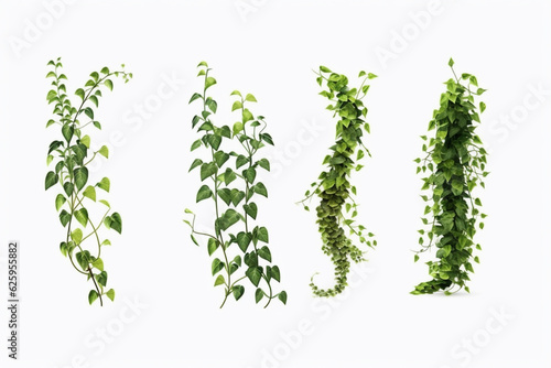 Epipremnum aureum  Pothos bush  shrub leaves are green. Isolated on White background and clipping path.  Golden Pothos  Scindapsus  Devils Ivy  Total collection of 4 plants. Generative AI