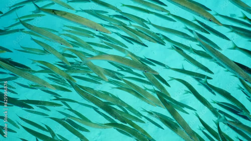 Slow motion, Close-up of large shoal of Yellow-tail Barracuda (Sphyraena flavicauda) floating above sandy bottom in sun beams on sunny day, High-angle shot Slow motion, Close-up of large shoal of Yellow-tail Barracuda (Sphyraena flavicauda) floating above sandy bottom in sun beams on sunny day, High-angle shot