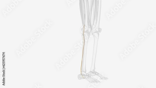 The tibial nerve branches off from the sciatic nerve .