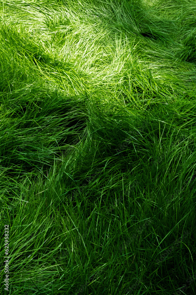 Fresh green grass background, vibrant organic meadow Fresh green grass background, vibrant organic meadow