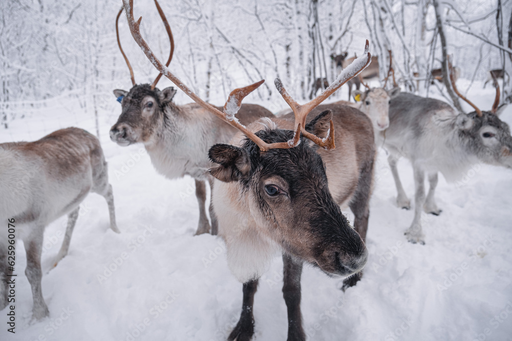 reindeer in the snow in the Arctic forest reindeer in the snow in the Arctic forest