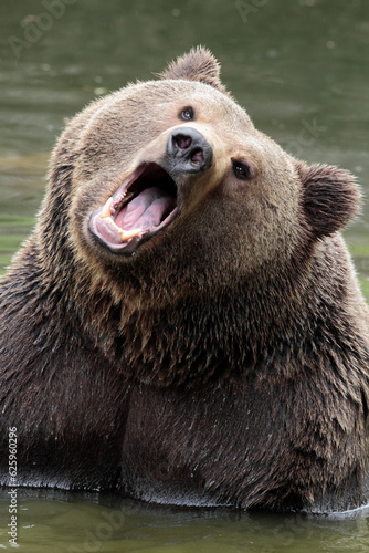 Ours brun, Ursus arctos