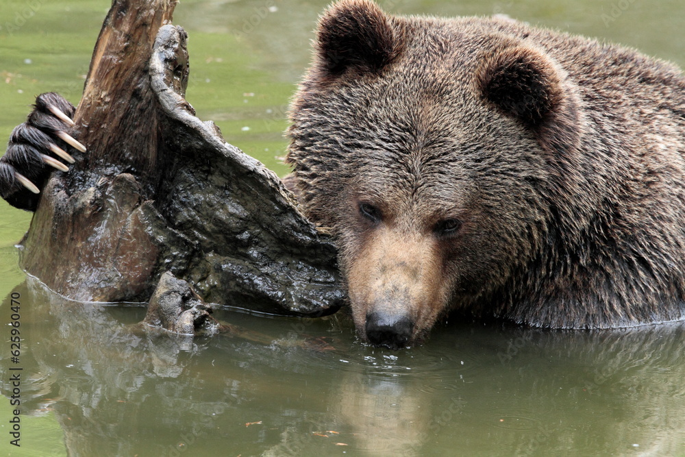 Obraz premium Ours brun, Ursus arctos
