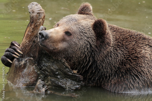 Ours brun, Ursus arctos