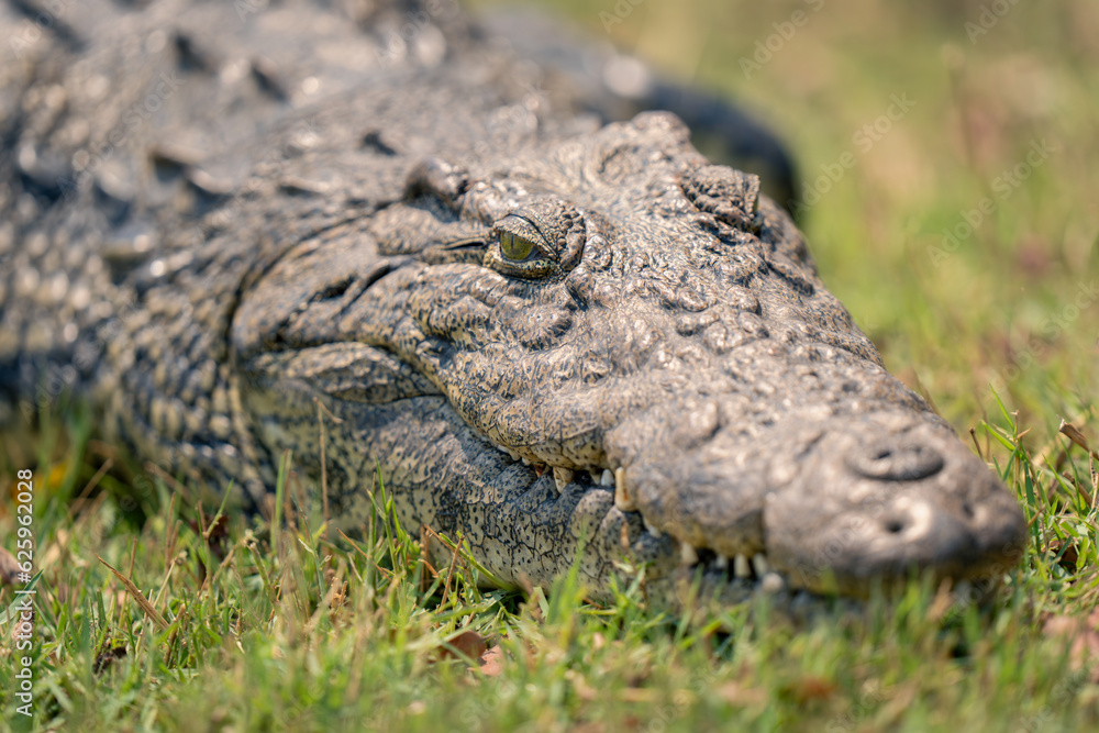 Close-up of Nile crocodile lying in grass Close-up of Nile crocodile lying in grass