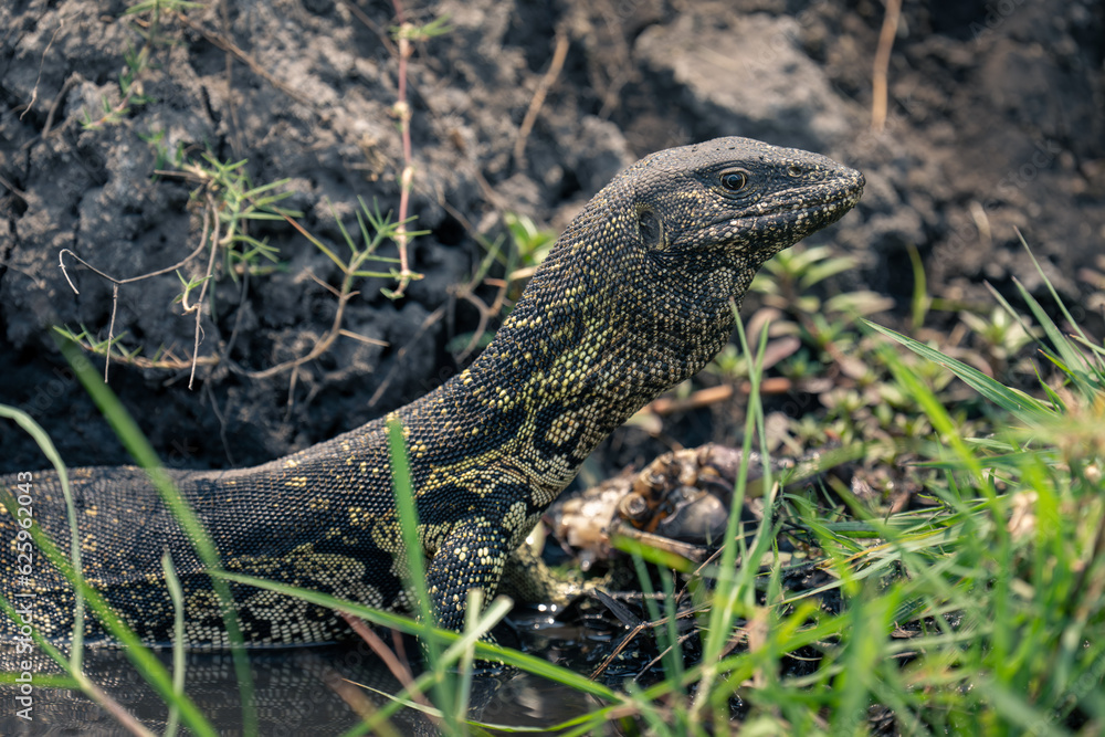 Close-up of Nile monitor in shallow water Close-up of Nile monitor in shallow water