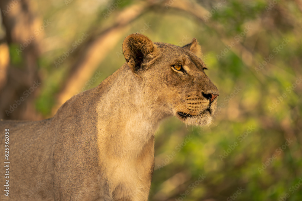 Obraz premium Close-up of lioness standing staring in bushes