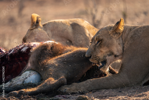 Close-up of lionesses lying eating buffalo calf