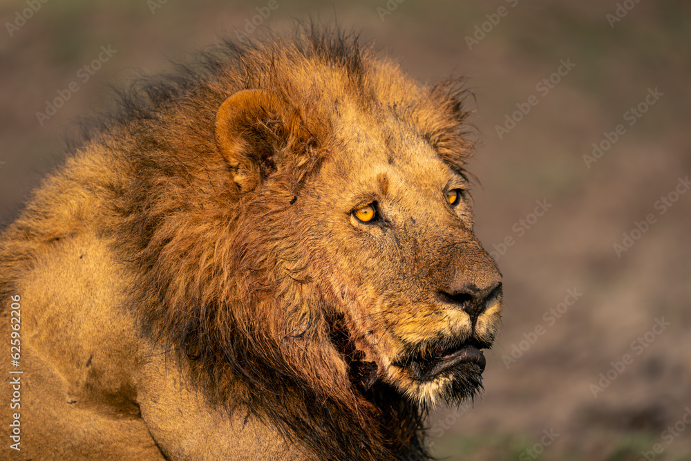 Fototapeta premium Close-up of male lion with muddy mouth